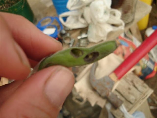 DSC00940.JPG