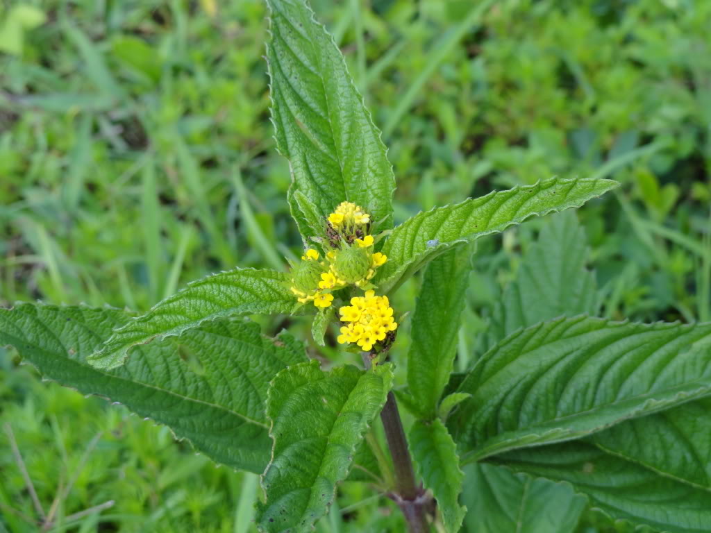 DSC009401.jpg