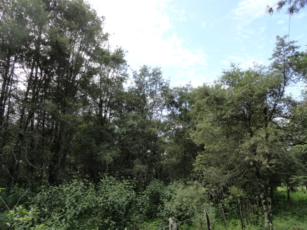 DSC009411.jpg