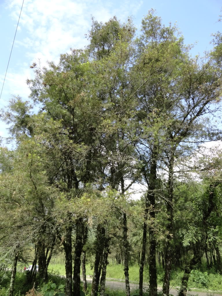 DSC009421.jpg