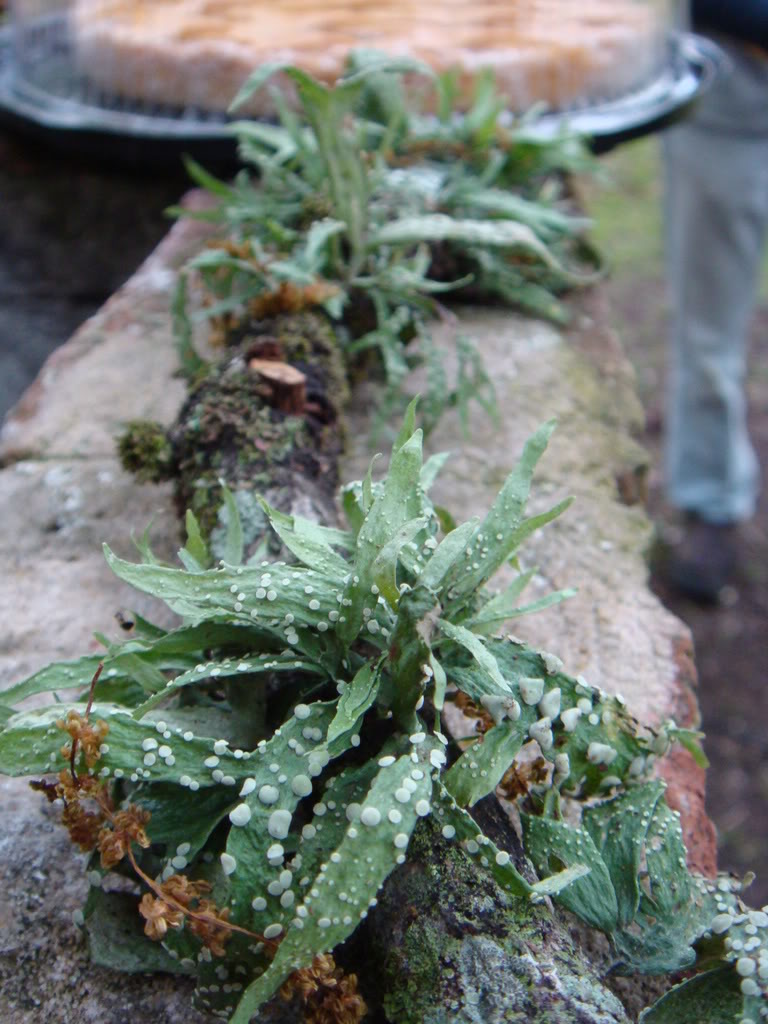 DSC00943.jpg