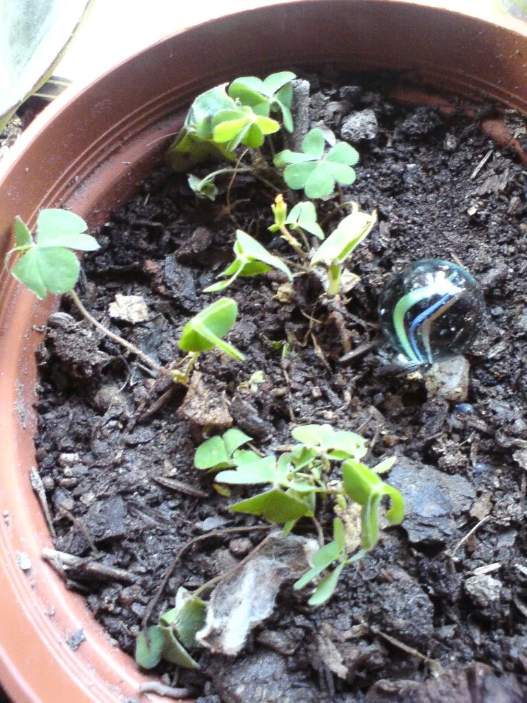 DSC00944.jpg