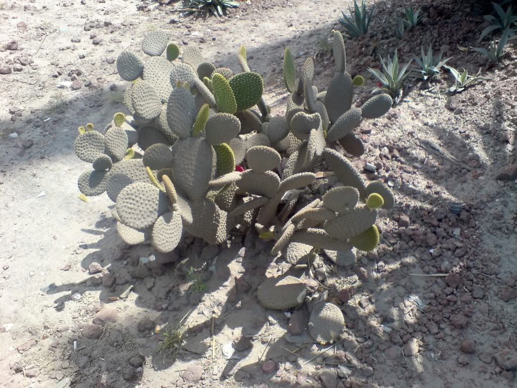 DSC00946.jpg