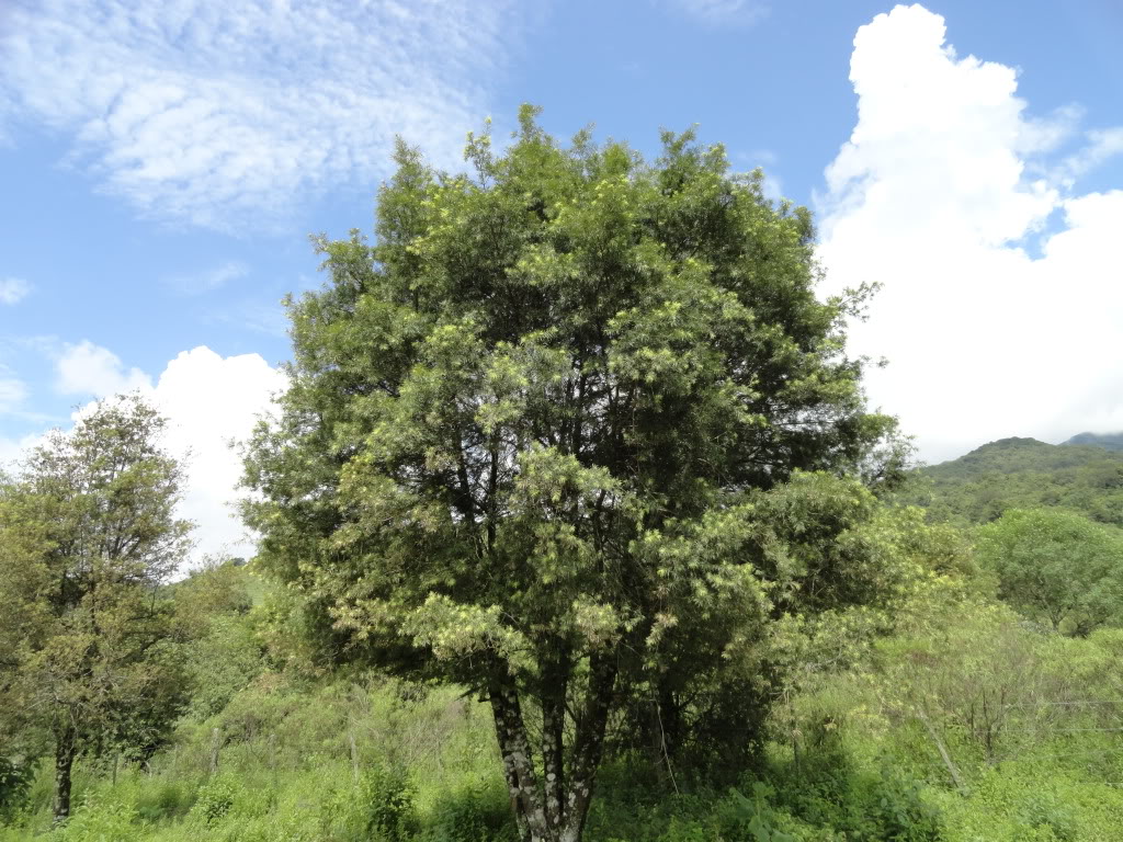 DSC009471.jpg