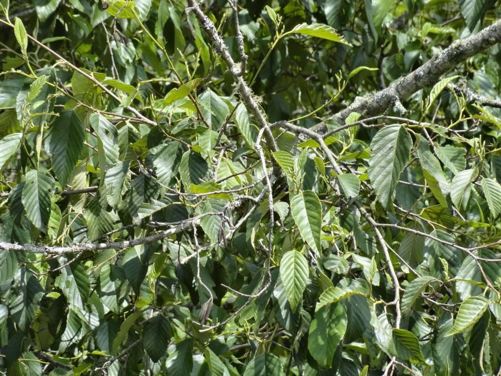 DSC009521.jpg