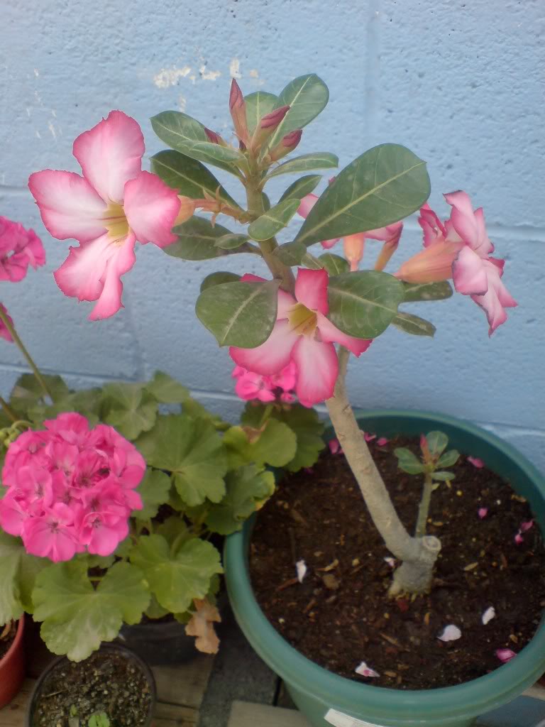 DSC00957.jpg