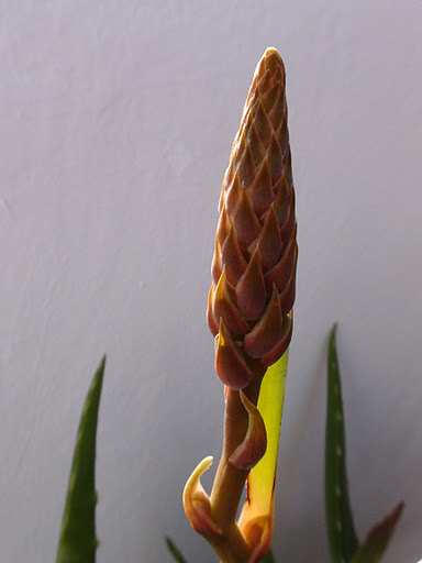 DSC00957.JPG