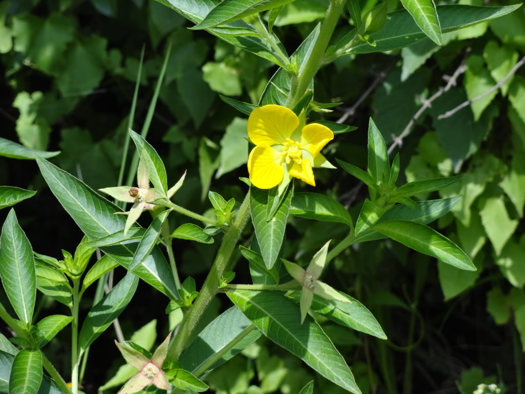 DSC009661.jpg