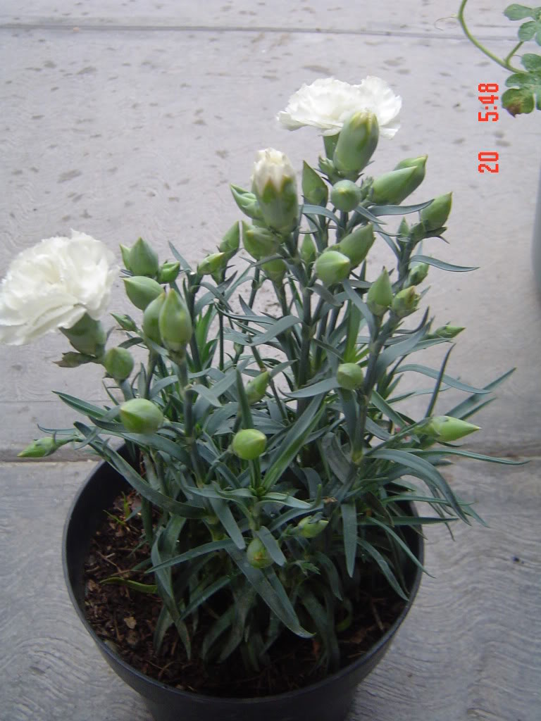 DSC00988.jpg
