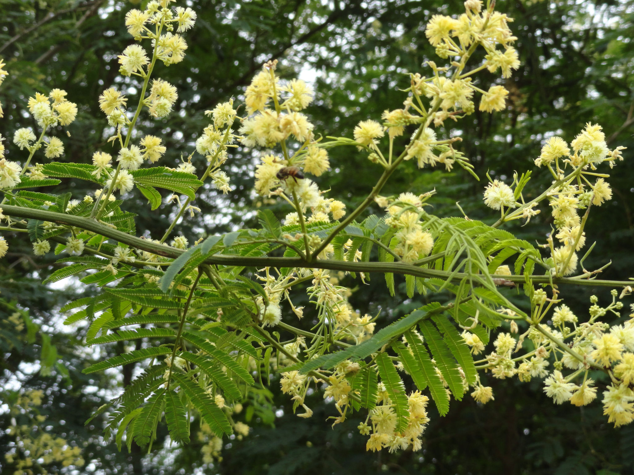 dsc010311.jpg