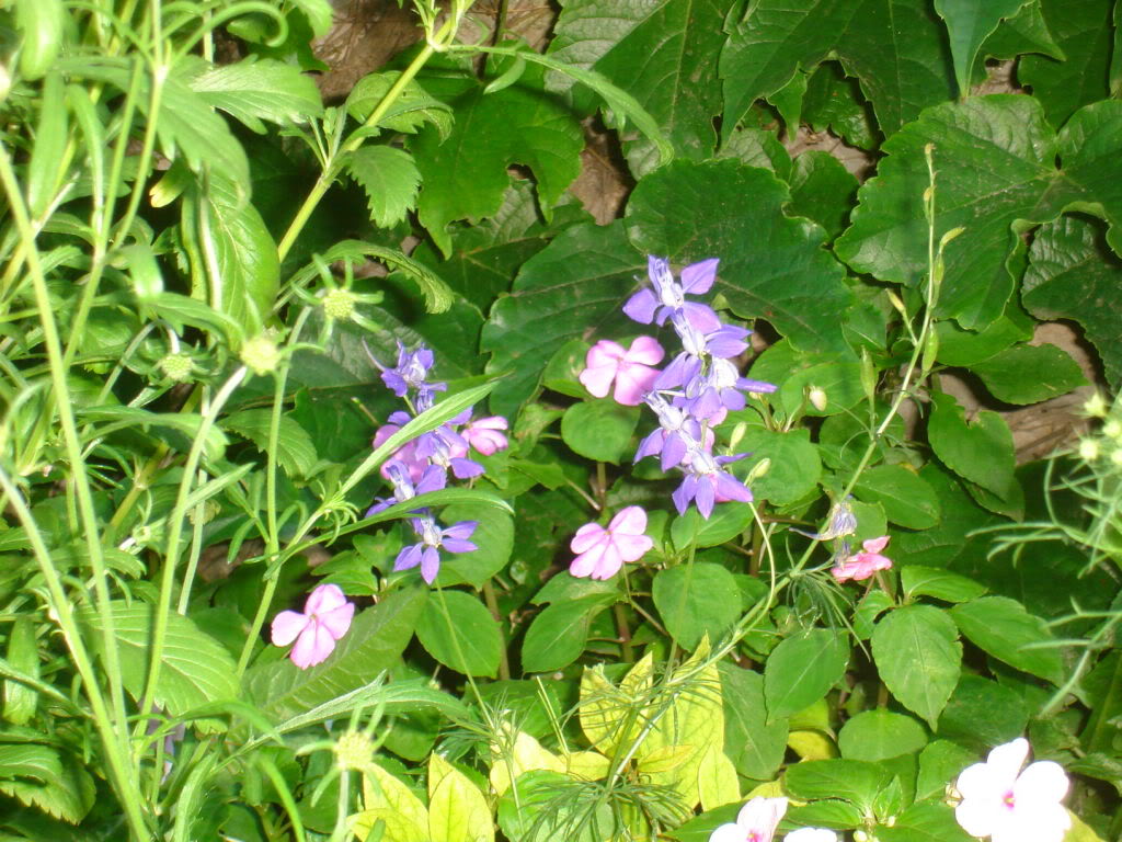 DSC01034.jpg