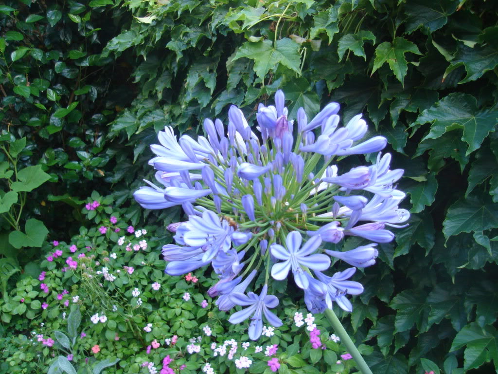 DSC01035.jpg