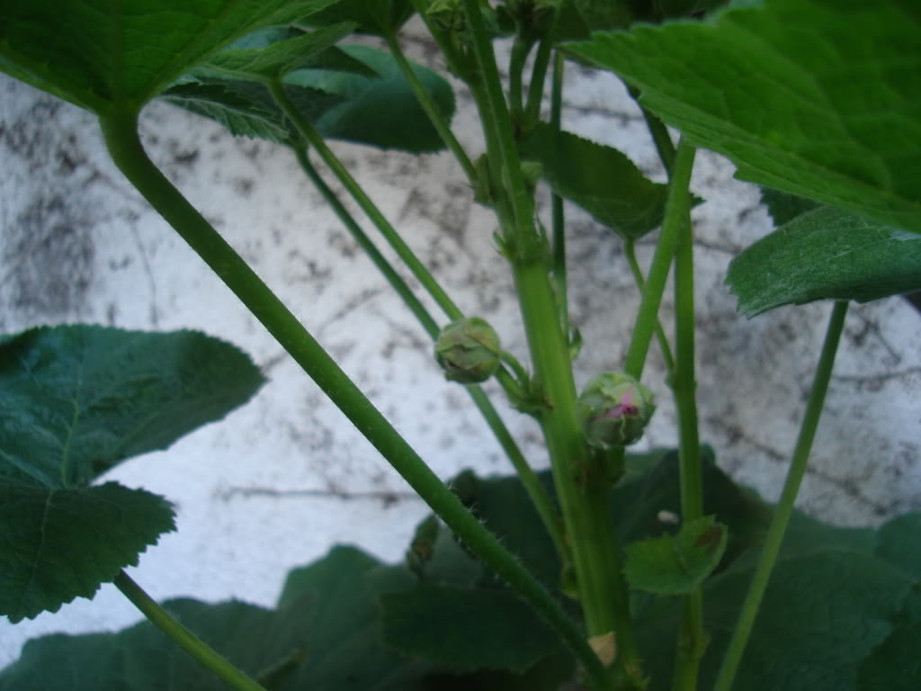 DSC01036.jpg