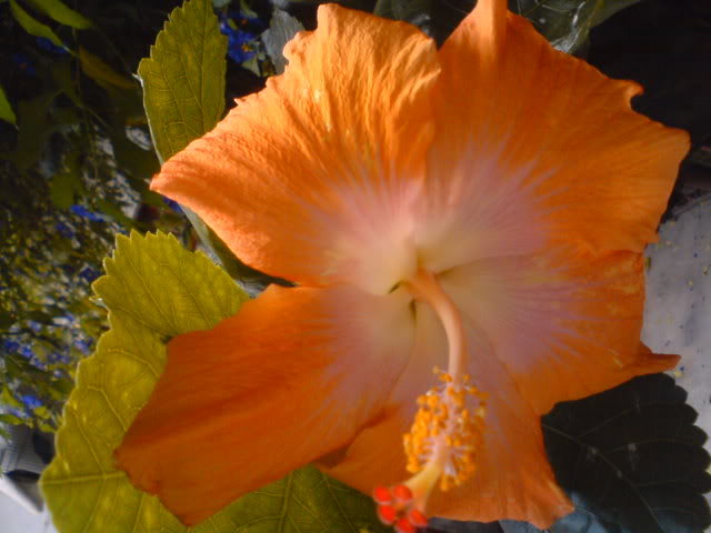 DSC01040.jpg