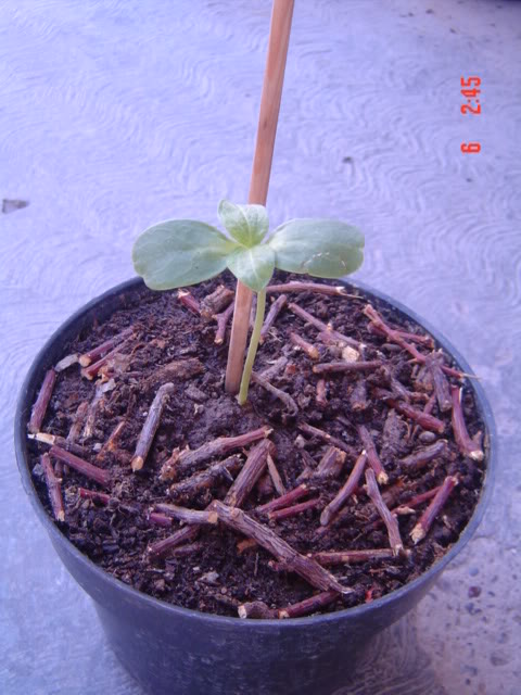 DSC01041.jpg