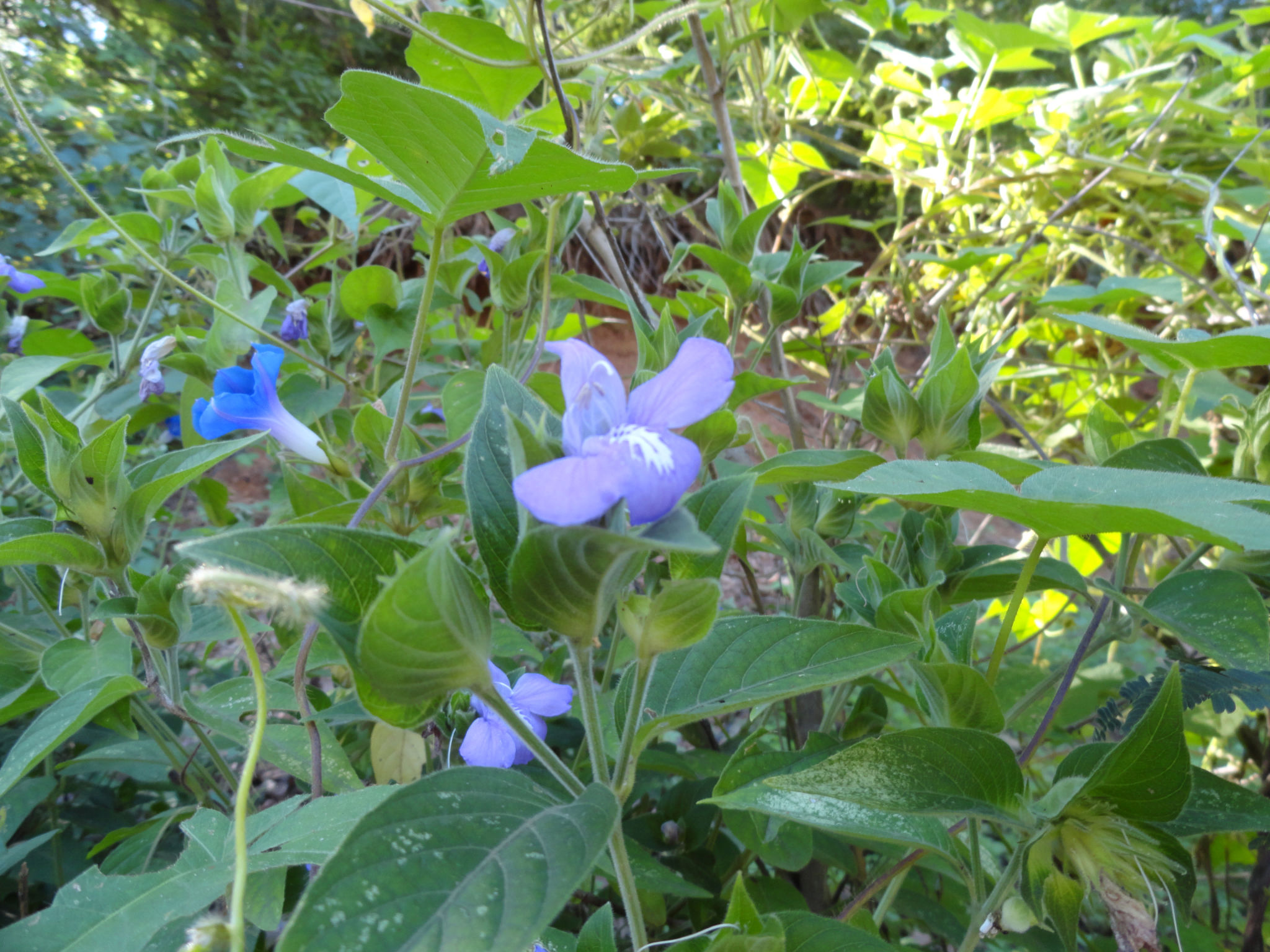 dsc010451.jpg
