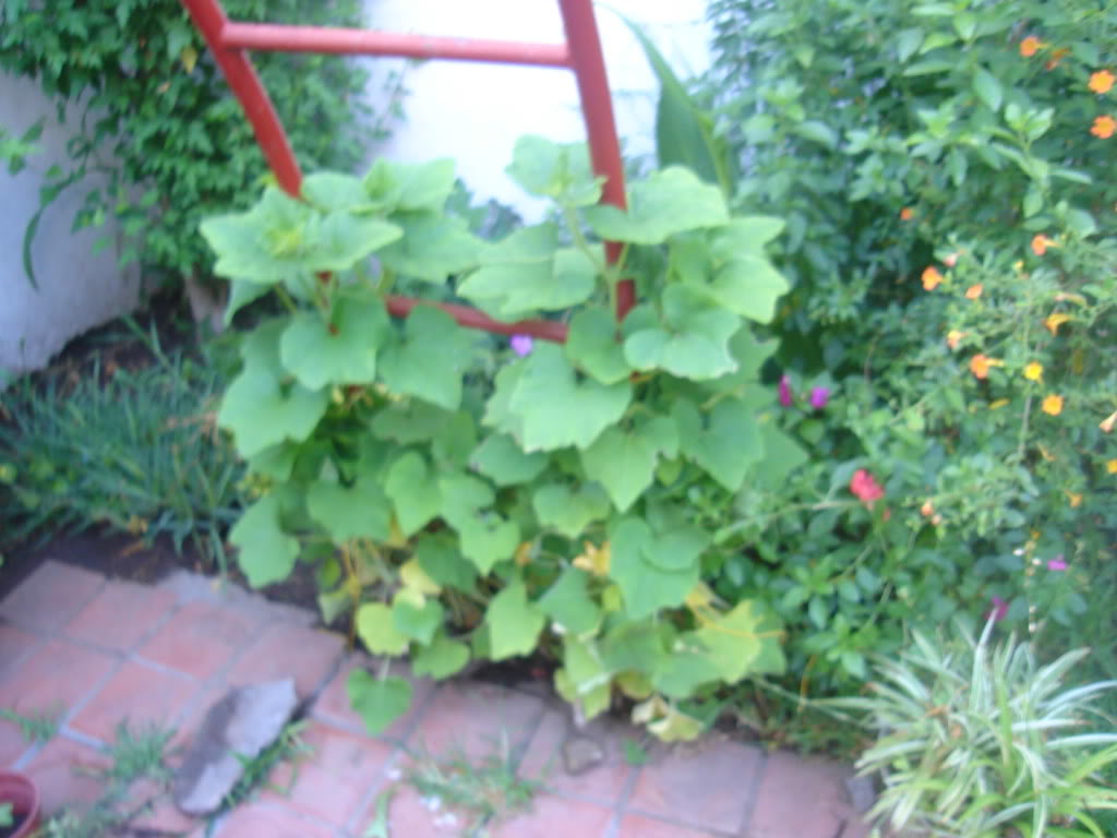 DSC01047.jpg