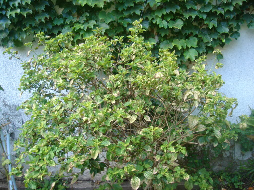 DSC01053.jpg