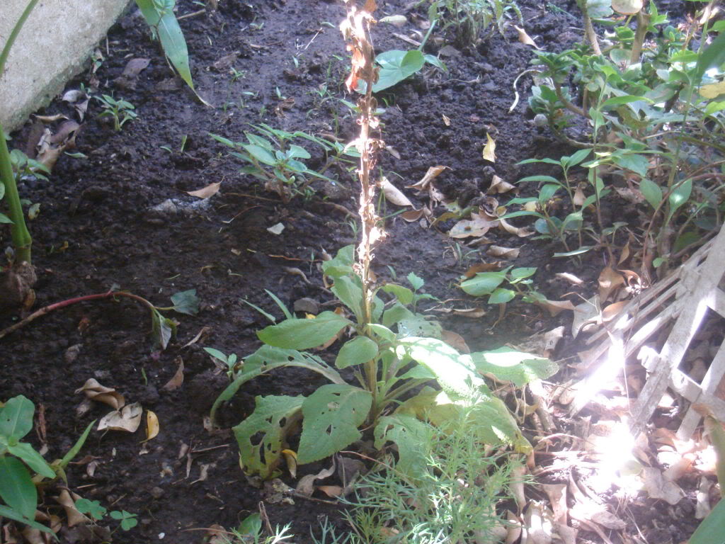 DSC01062.jpg