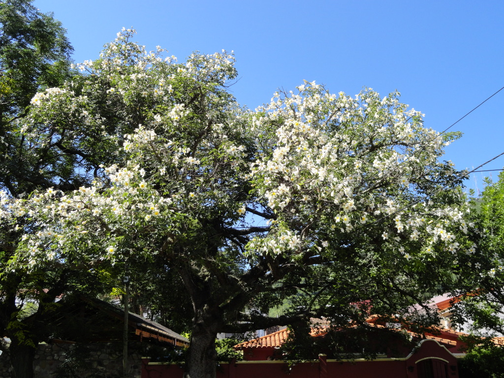 DSC010621_zps34dee0af.jpg