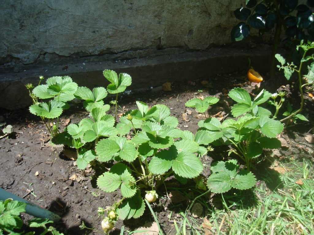 DSC01066.jpg