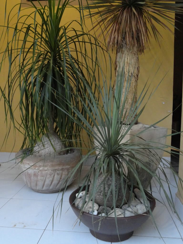 DSC01068_1.jpg