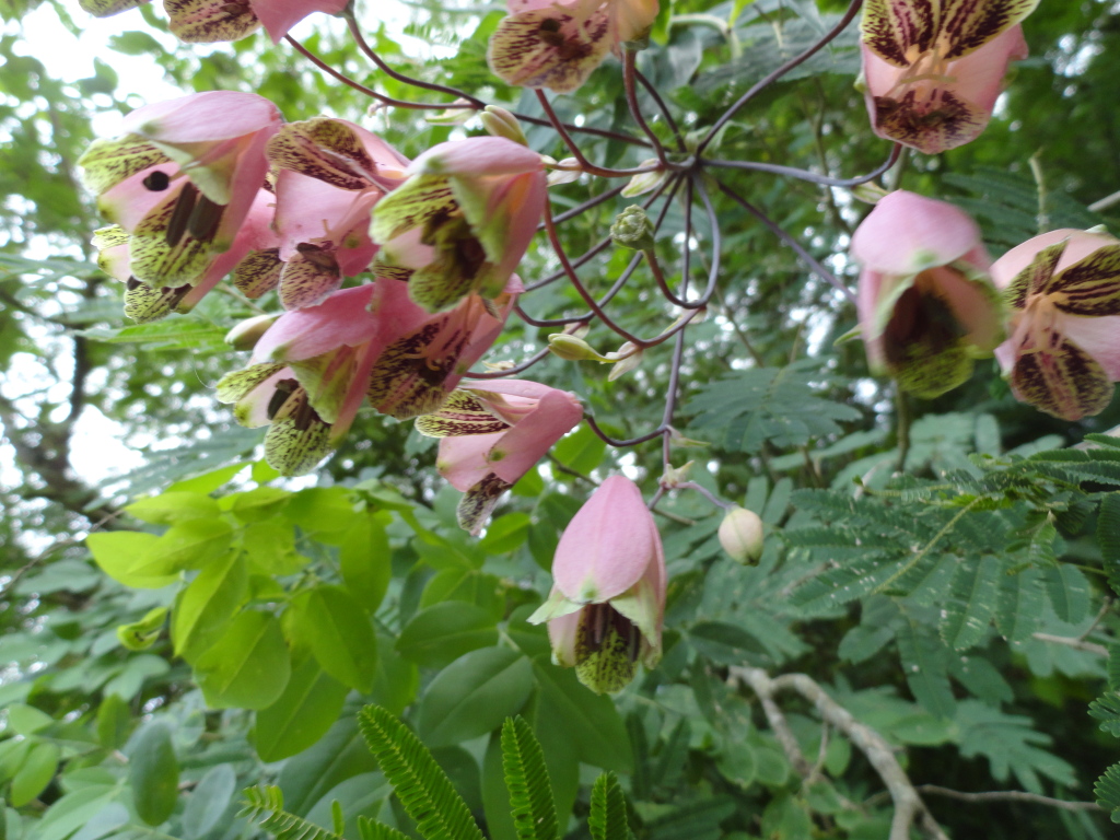 DSC010701_zps877346e3.jpg