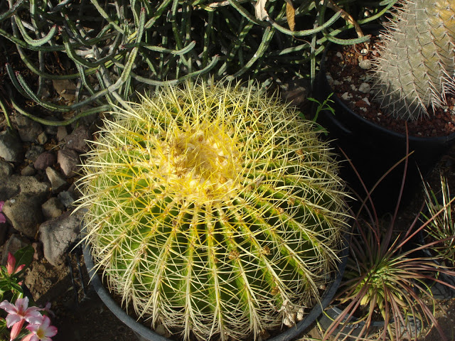 DSC01071.JPG