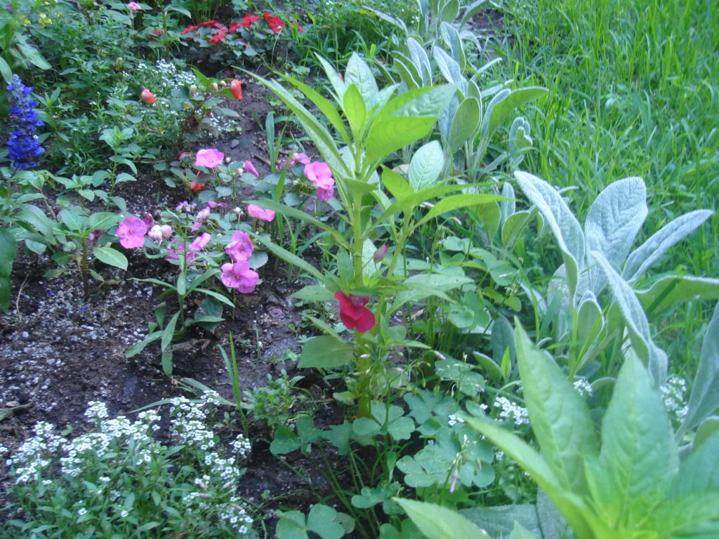 DSC01072.jpg
