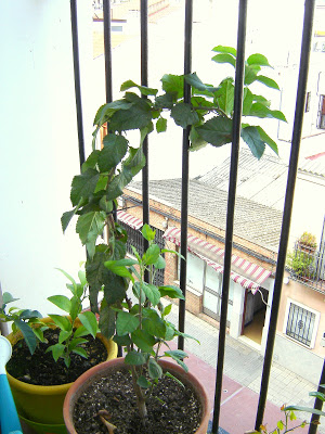DSC01074.JPG