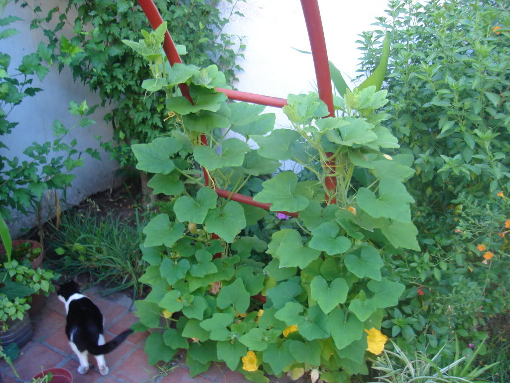 DSC01075.jpg
