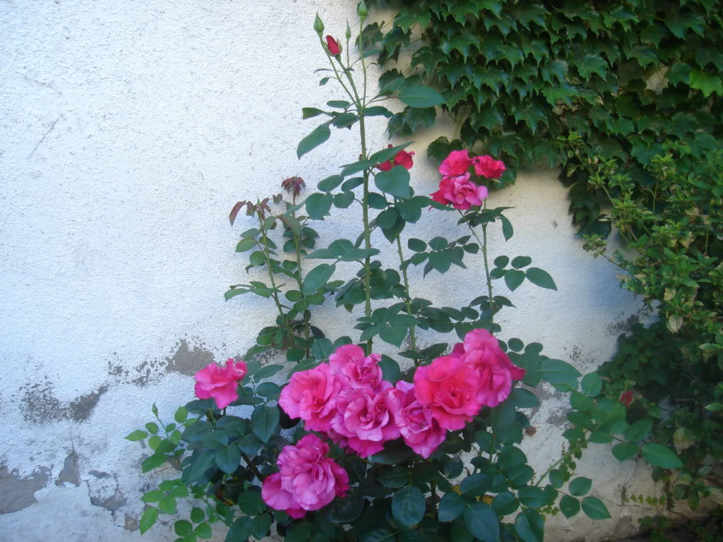 DSC01077.jpg
