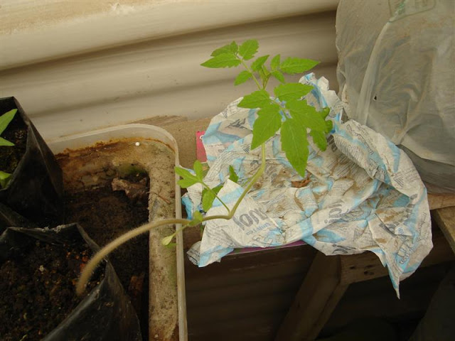 DSC01081.JPG