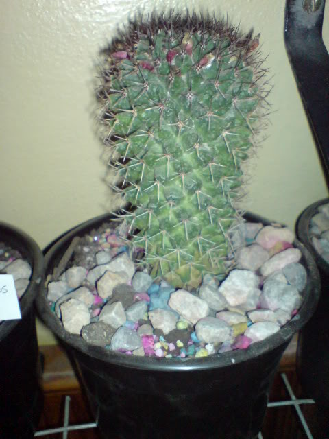 DSC01085.jpg