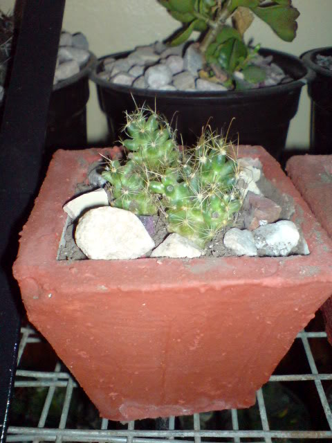 DSC01099.jpg