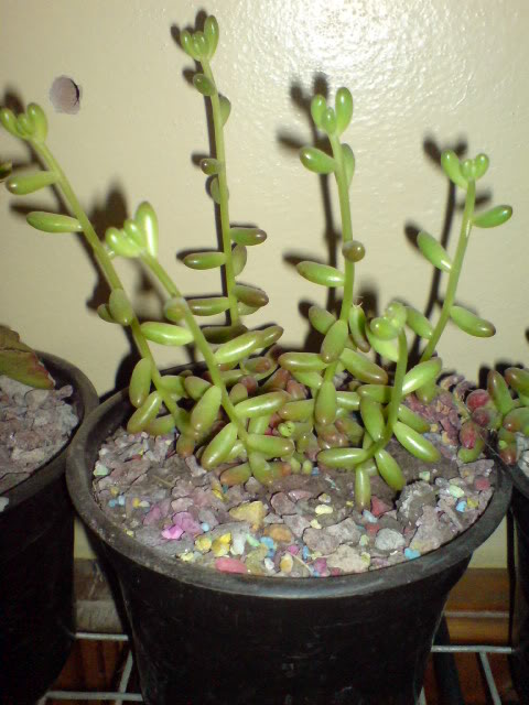 DSC01101.jpg