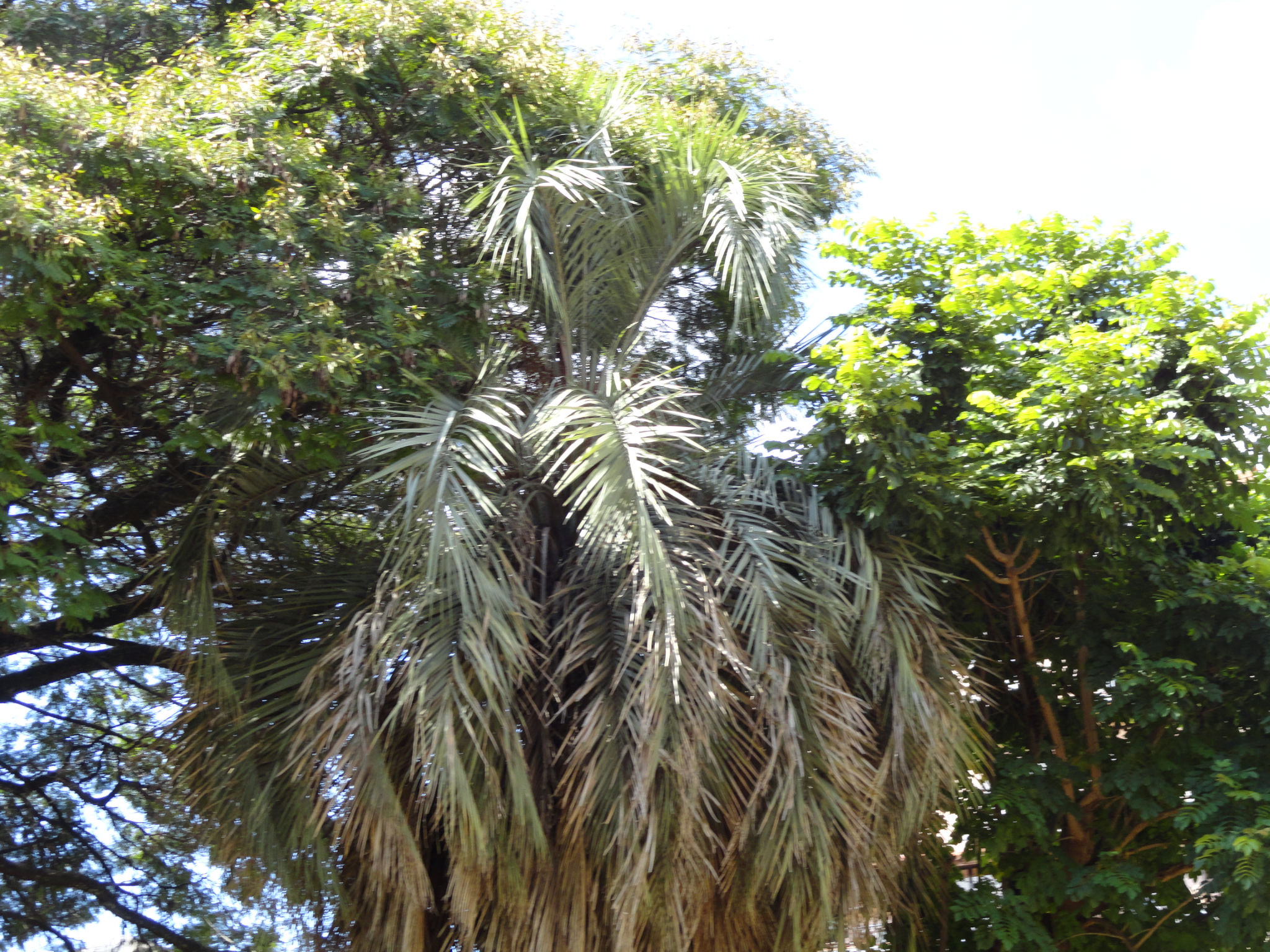 dsc011011.jpg