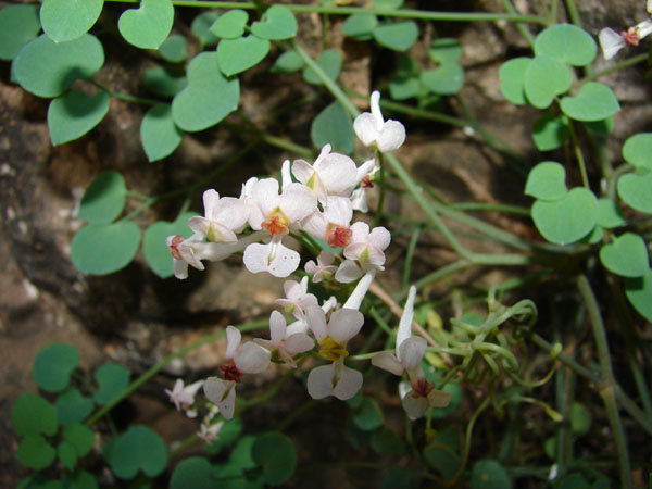 DSC01110.JPG
