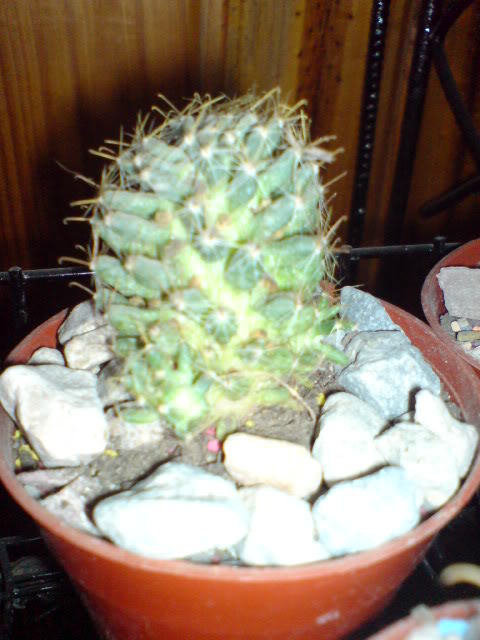 DSC01121.jpg