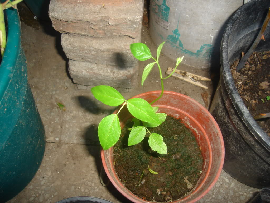 DSC01121.jpg