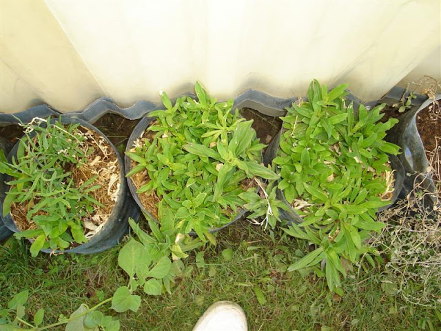 DSC01122.JPG