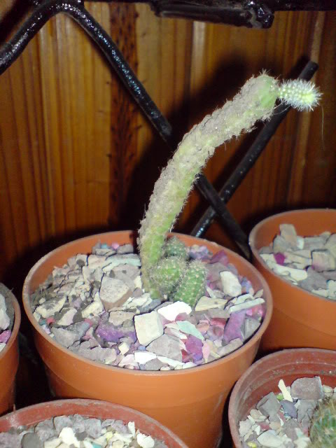DSC01124.jpg