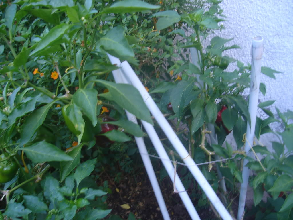DSC01124.jpg