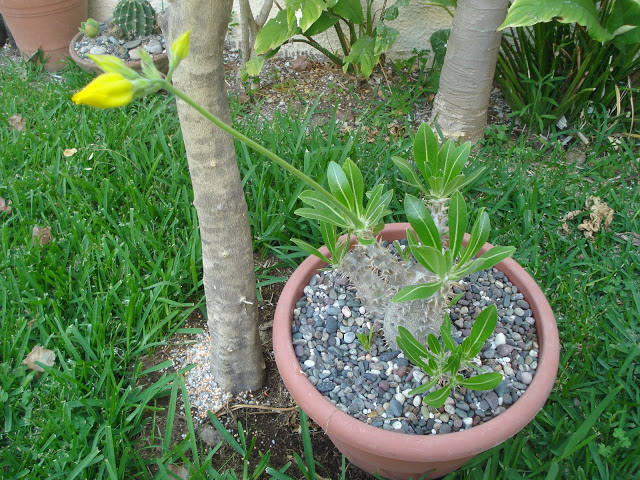 DSC01128.JPG