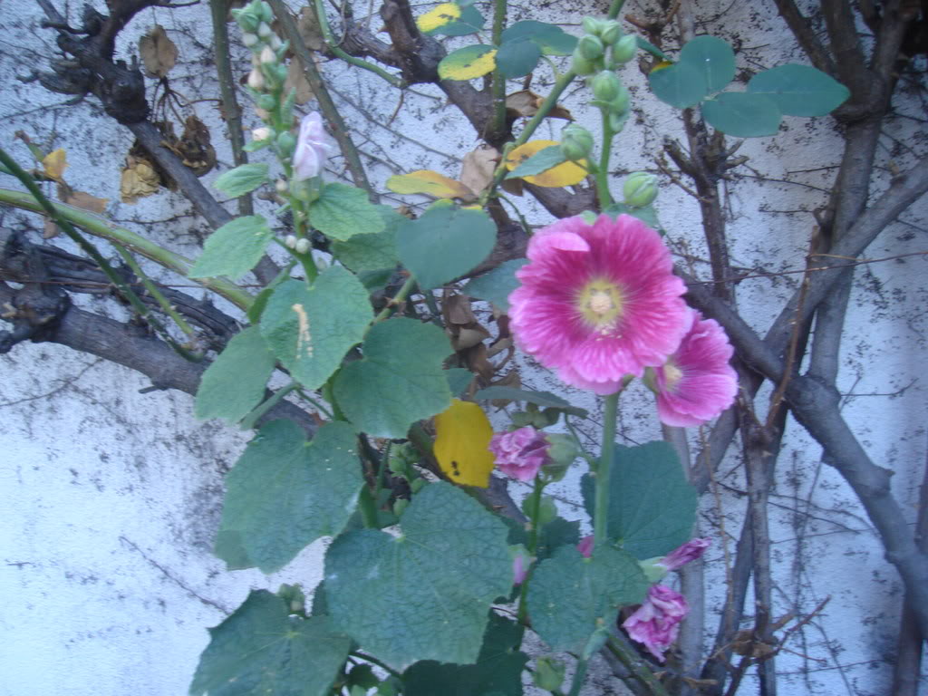DSC01130.jpg