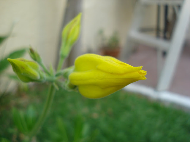 DSC01130.JPG