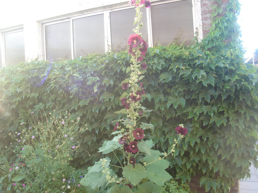 DSC01132.jpg