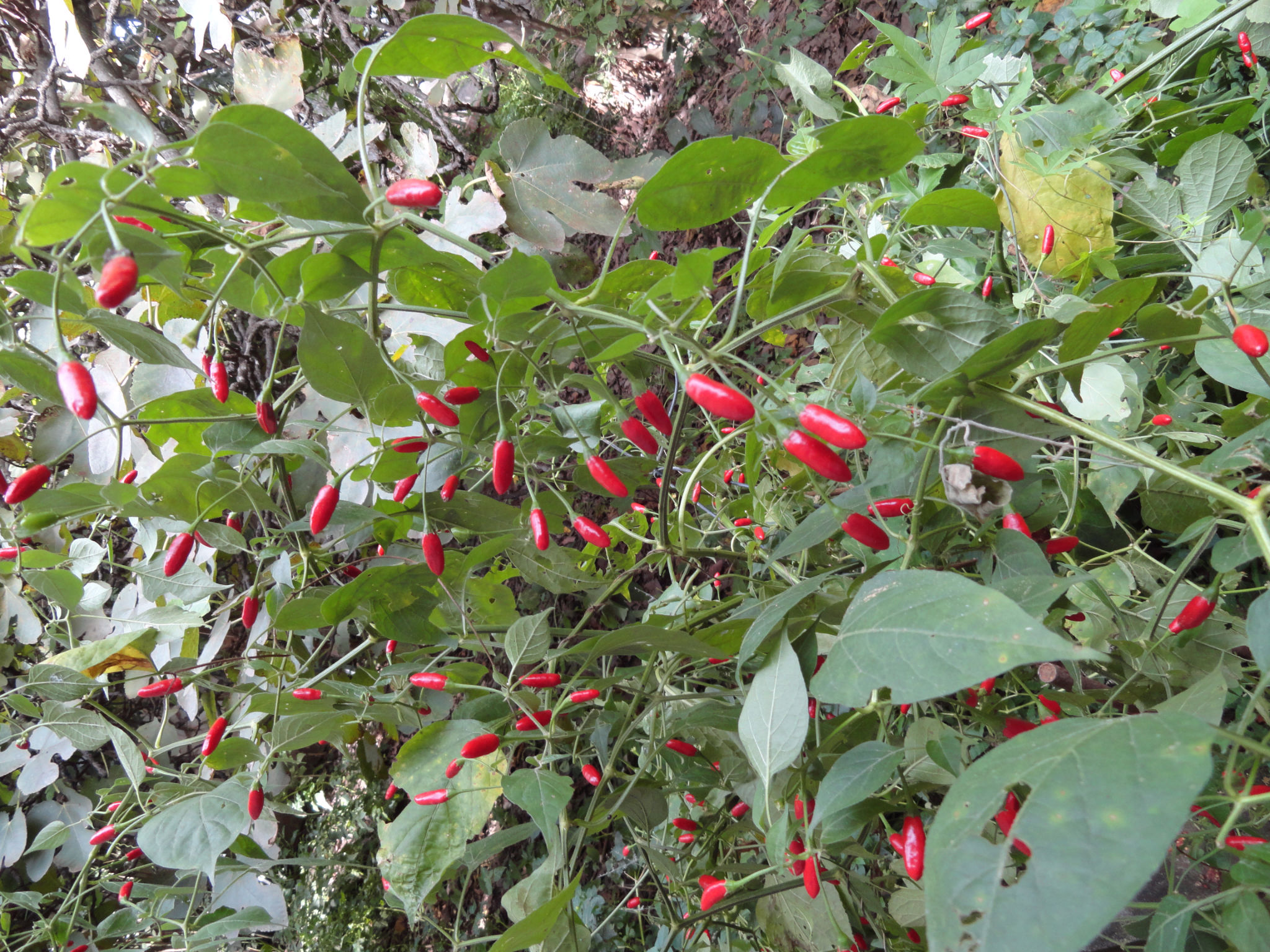 Foto de ajíes autóctonos Argentina (Capsicum microcarpum = Capsicum