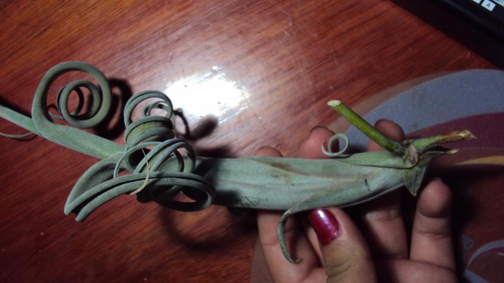 DSC01133.jpg