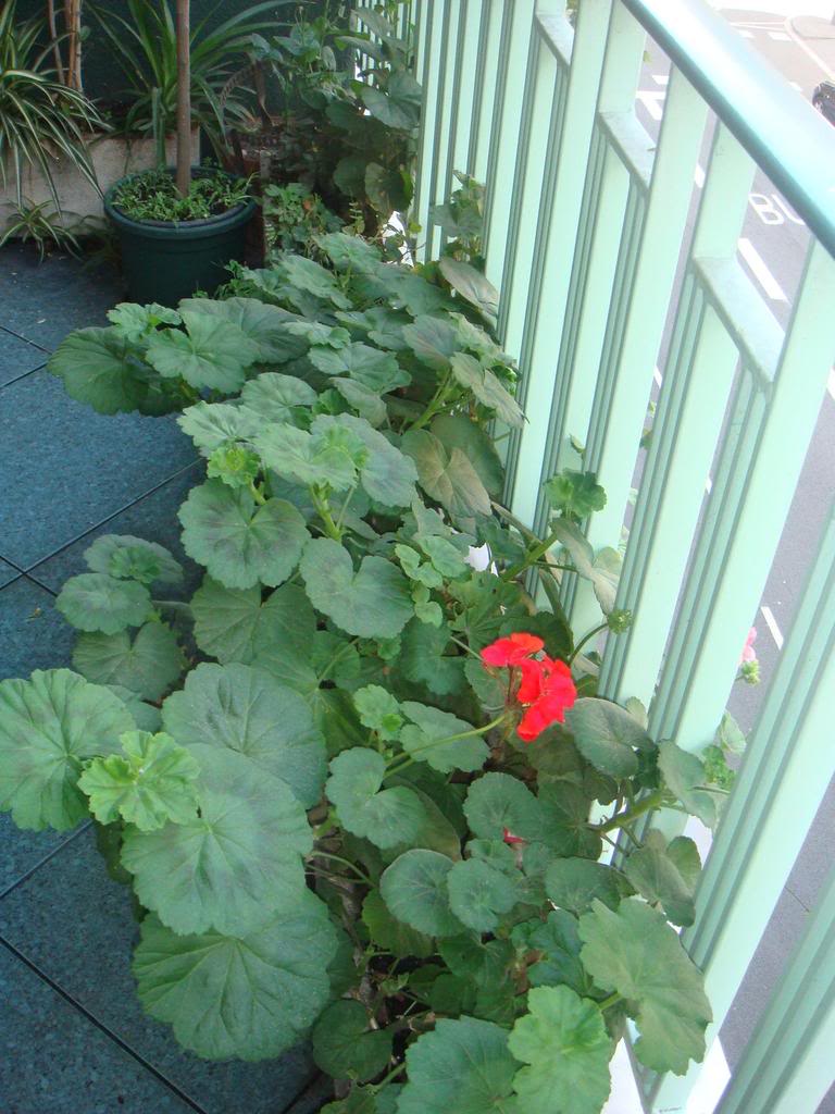 DSC01135.jpg